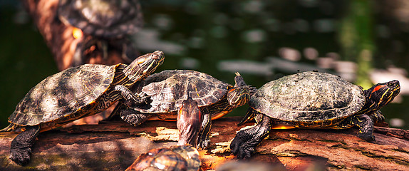 Image showing Tortoise on the log