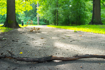 Image showing Park after storm