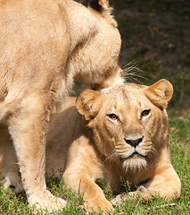 Image showing Close-up of Lionesses