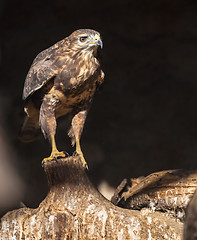 Image showing Osprey