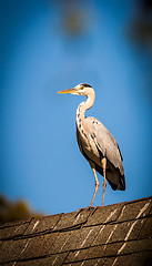 Image showing Heron on the roof