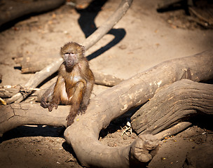 Image showing Baby baboon