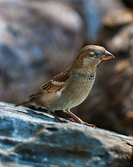 Image showing Sparrow