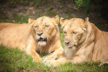 Image showing Close-up of Lionesses