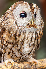 Image showing Tawny Owl (Strix aluco)