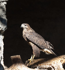 Image showing Osprey