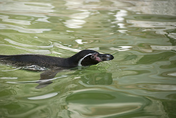 Image showing Humboldt Penguin