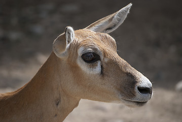 Image showing Blackbuck