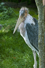 Image showing Marabu