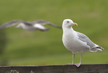 Image showing Herring gull