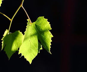 Image showing backlit vineyard leaf