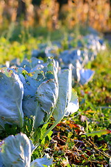 Image showing cabbage in the garden