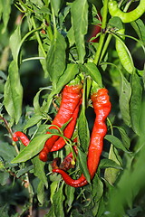 Image showing fresh cayenne