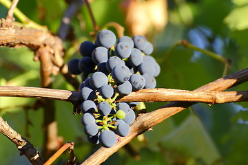 Image showing red grapes