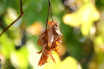 Image showing sere leaf in a vineyard