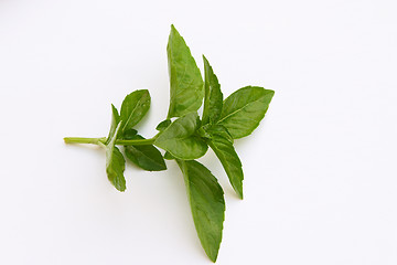 Image showing Basil, a herb