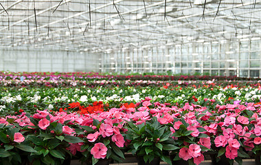 Image showing Greenhouse with large variety of cultivated flowers.