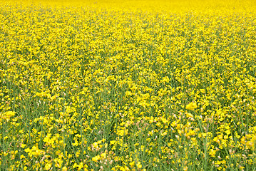 Image showing Summer background. Blooming yellow meadow.