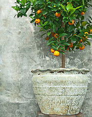 Image showing Tangerine tree in old clay pot