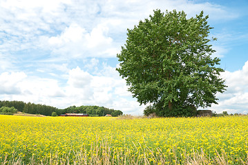 Image showing Green tree in summer yellow meadow.