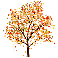 Image showing Autumn maple