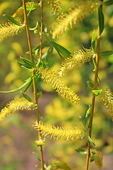 Image showing Pussy willow