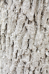 Image showing White bark