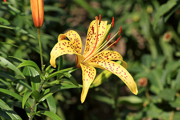 Image showing Tiger lily