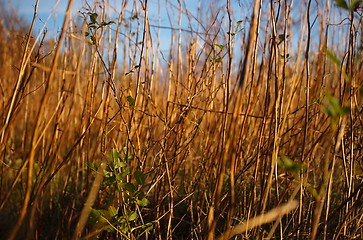 Image showing Swinging grass