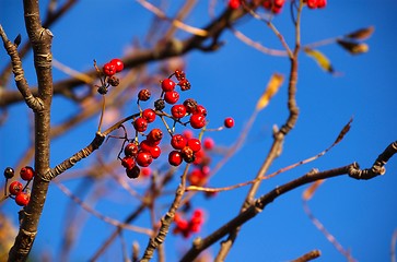 Image showing Berry Autumn