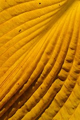 Image showing Autumn colored leaf fragment factures and details. 