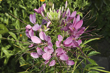 Image showing Close up of beautiful Cleome Spinosa