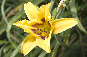 Image showing Daylily on garden background