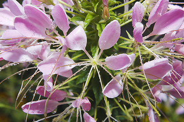 Image showing Cleome spinosa