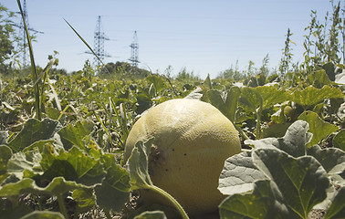 Image showing Field of melons