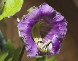 Image showing Cobaea scandens