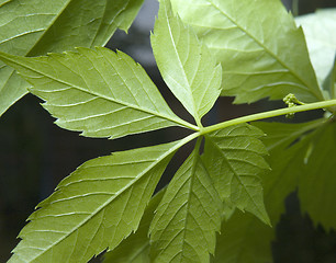 Image showing Grape leaves