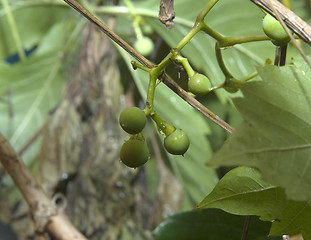 Image showing Wild grape branch