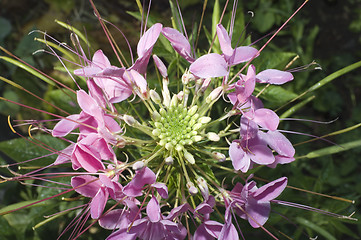 Image showing Close up of beautiful Cleome Spinosa