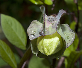 Image showing Cobaea scandens