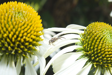 Image showing Spider xysticus cristatus on Echinacea flower