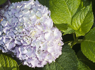 Image showing many fresh blossom hydrangea flowers