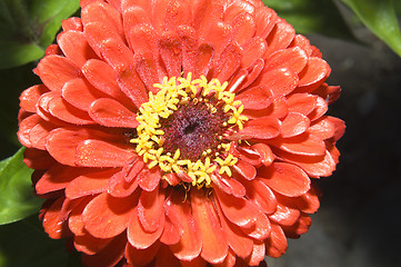 Image showing Red Zinnia