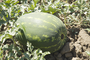 Image showing Water-melon field