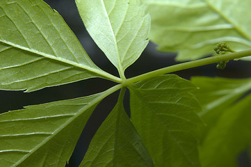 Image showing Grape leaves