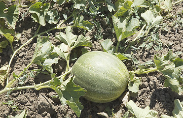 Image showing Field of melons