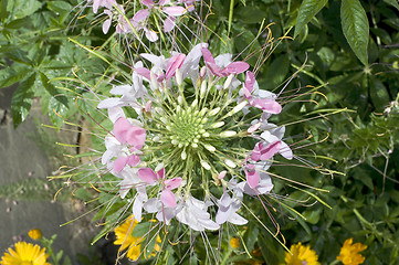 Image showing Close up of beautiful Cleome Spinosa