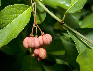 Image showing European spindle tree, Euonymus europaeus