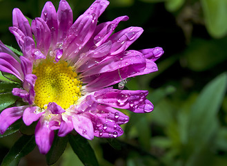 Image showing Aster