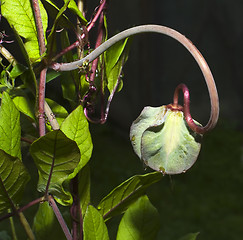 Image showing Cobaea scandens